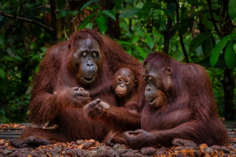 123 Tanjung Puting NP.jpg